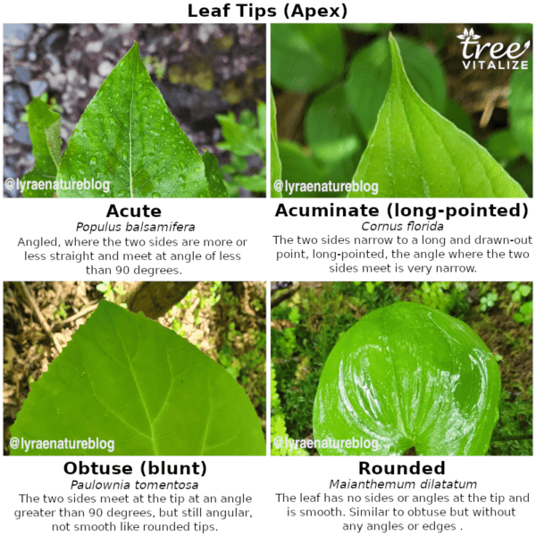 12 Different Types of Poplar Trees & Their Identifying Features