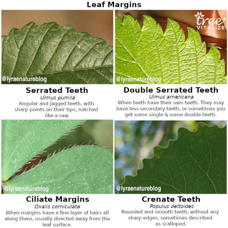 16 Different Types of Elm Trees & Their Identifying Features