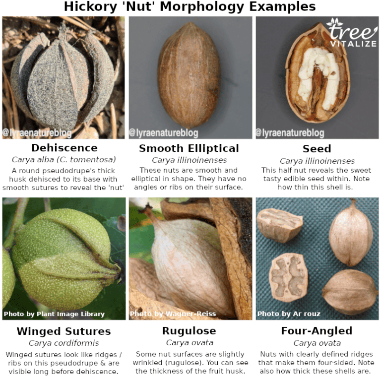 12 Different Types of Hickory Trees & Identifying Features