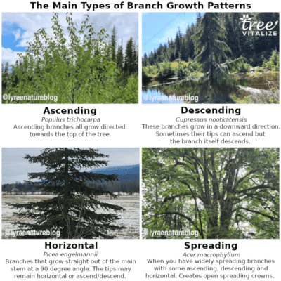 12 Different Types of Hickory Trees & Identifying Features