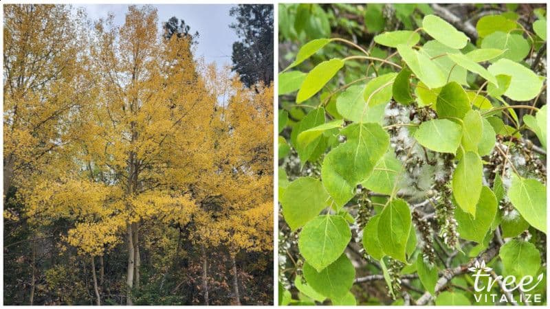 5 Different Types Of Aspen Trees Their Identifying Features   1 1 Quaking Aspen Grid Collage Template 2 Square 800 X 450 LYRAE 