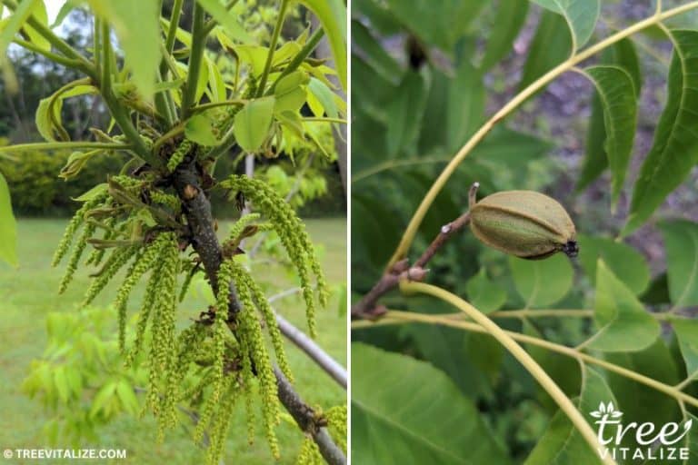 12 Different Types of Hickory Trees & Identifying Features