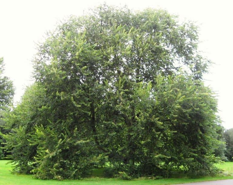 16 Different Types of Elm Trees & Their Identifying Features