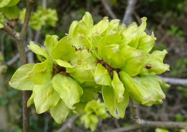 16 Different Types of Elm Trees & Their Identifying Features