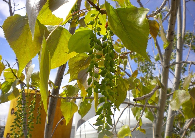 12 Different Types of Poplar Trees & Their Identifying Features