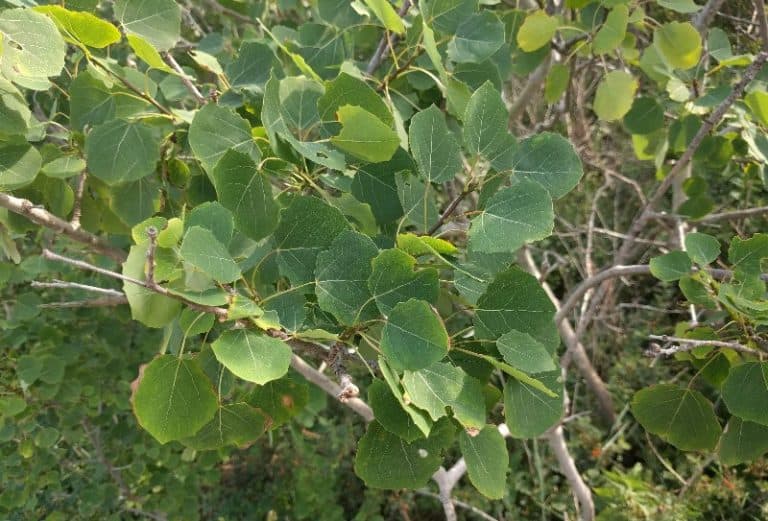5 Different Types of Aspen Trees & Their Identifying Features