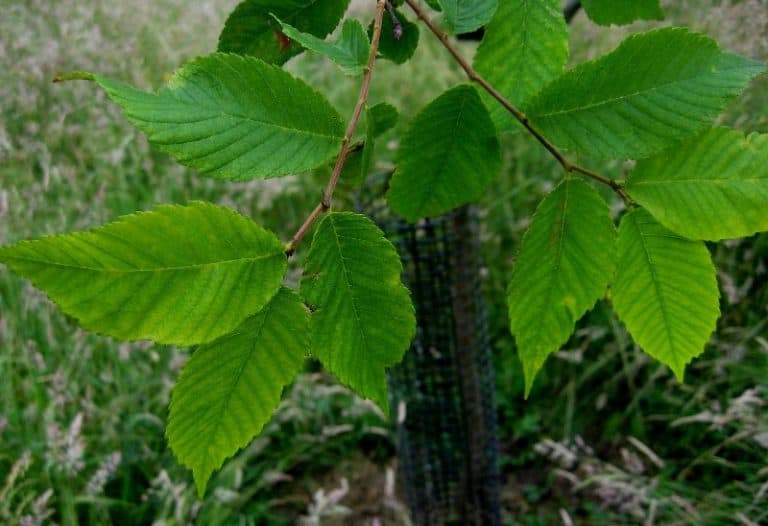 16 Different Types of Elm Trees & Their Identifying Features