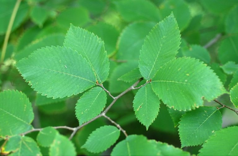 16 Different Types of Elm Trees & Their Identifying Features
