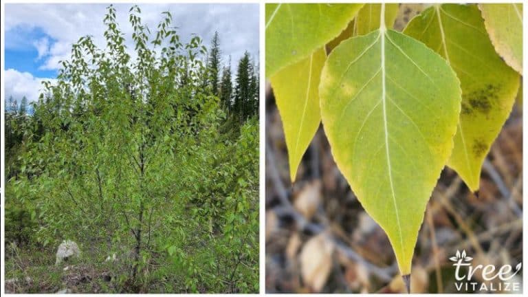 12 Different Types of Poplar Trees & Their Identifying Features