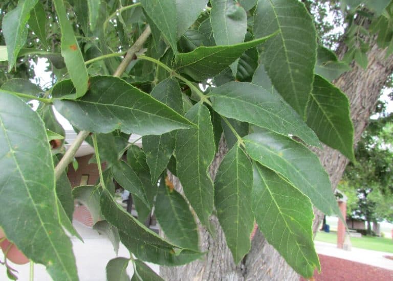 12 Different Types of Hickory Trees & Identifying Features