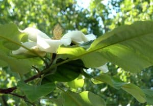 10 Elegant Magnolia Trees for USDA Zone 5