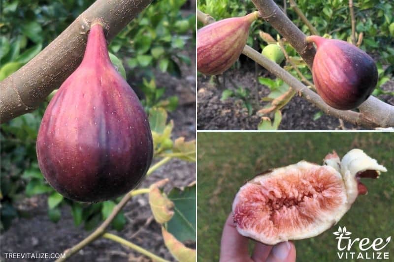 8 Best Fig Tree Varieties to Grow in Texas