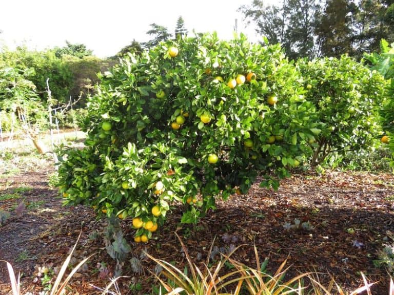8 Best Varieties of Orange Trees to Grow in Texas (Delicious)