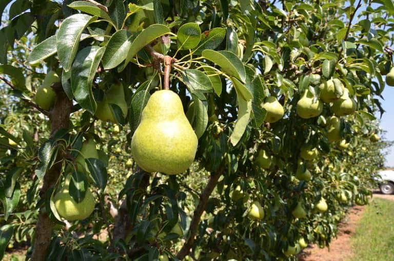 16 USDA Zone 5 Fruit Trees (Including Dwarf Varieties)