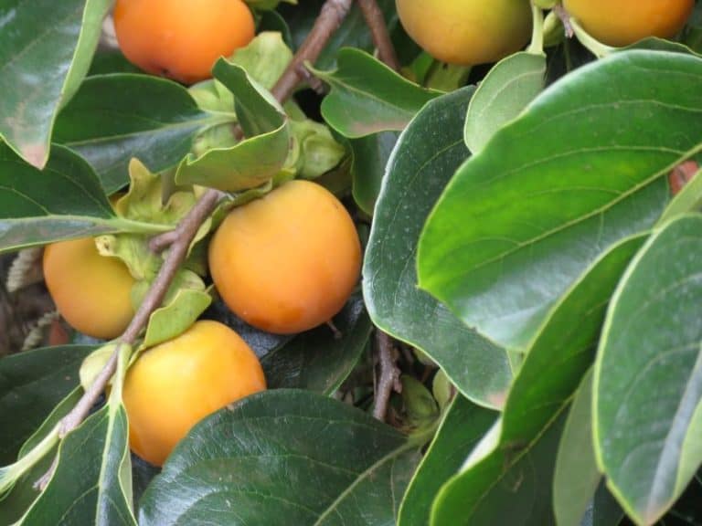 13 Fruit Trees to Grow in Tennessee for a Bountiful Harvest