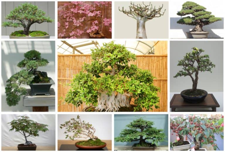 15 Different Types of Bonsai Trees & Rare)