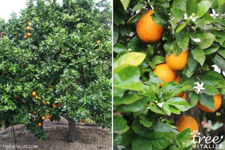 8 Best Varieties of Orange Trees to Grow in Texas (Delicious)