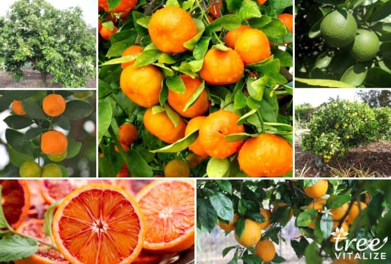 8 Best Varieties of Orange Trees to Grow in Texas (Delicious)