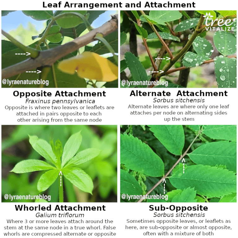 18 Different Types of Ash Trees & Their Identifying Features