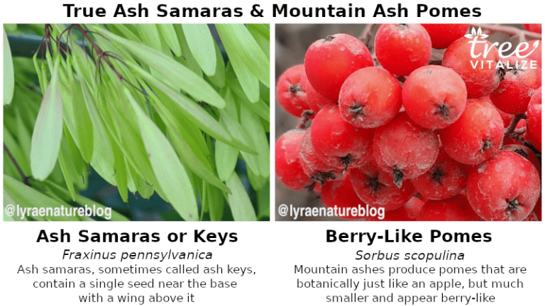18 Different Types of Ash Trees & Their Identifying Features