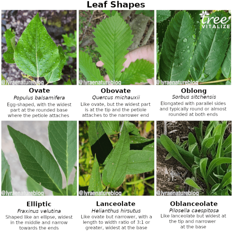 18 Different Types of Ash Trees & Their Identifying Features