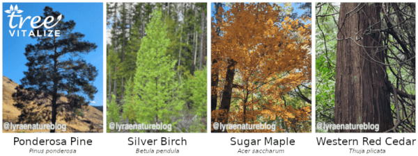What Difference Can One Tree Make?