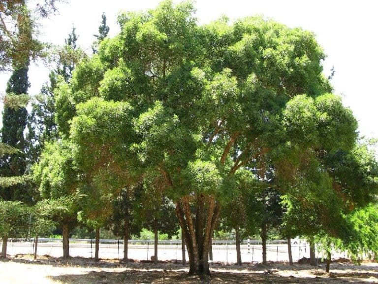 18 Different Types of Ash Trees & Their Identifying Features