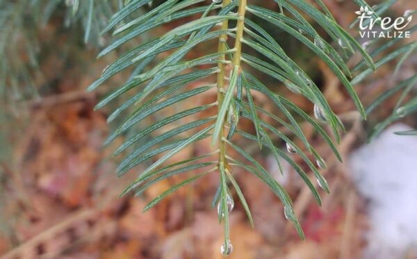 What Difference Can One Tree Make?