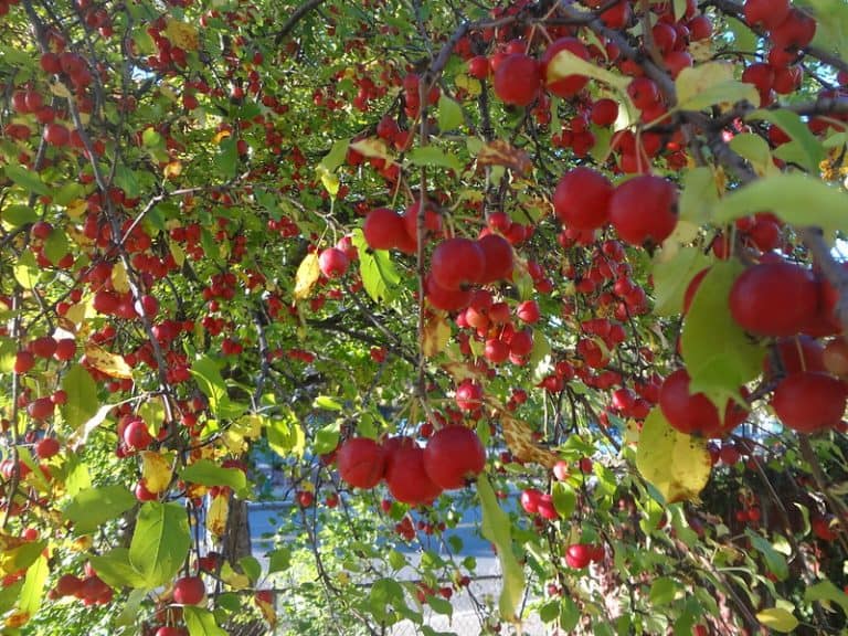 16 USDA Zone 5 Fruit Trees (Including Dwarf Varieties)