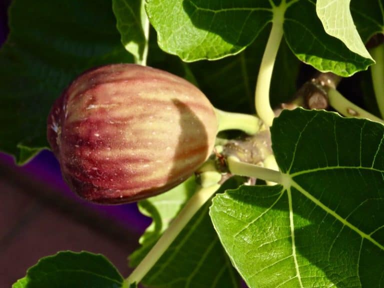 5 Fig Trees for USDA Zone 5 (Best Cold Hardy Varieties)