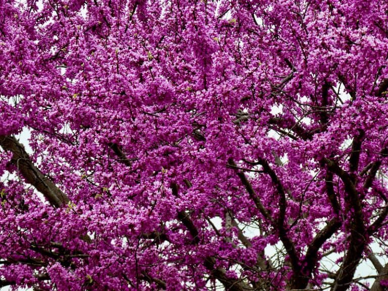 15 Beautiful Flowering Ornamental Trees for USDA Zone 5
