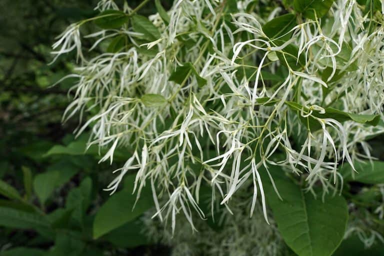 15 Beautiful Flowering Ornamental Trees for USDA Zone 5