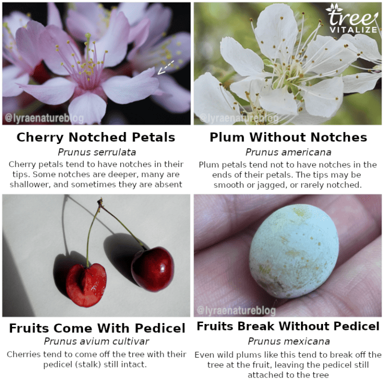 16 Different Types of Cherry Trees & Identifying Features