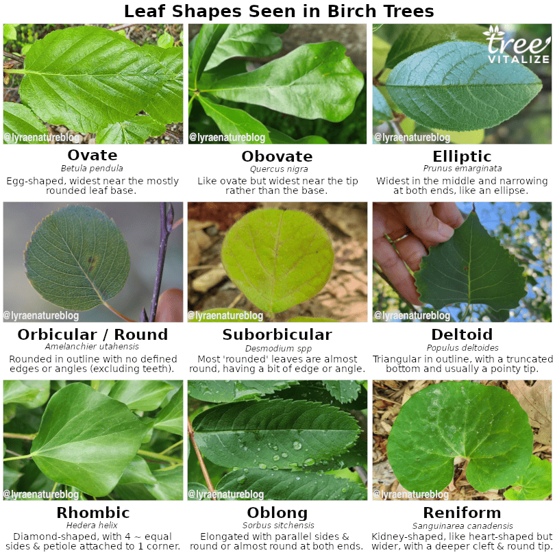 17 Different Types Of Birch Trees Identifying Features 17 Different Types Of Birch Trees Identifying Features