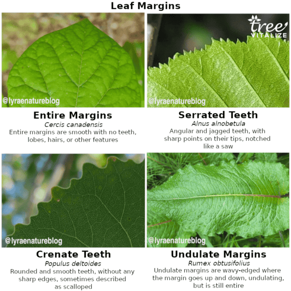 Undulate Lead 18 Different Types of Redbud Trees & Identifying Features