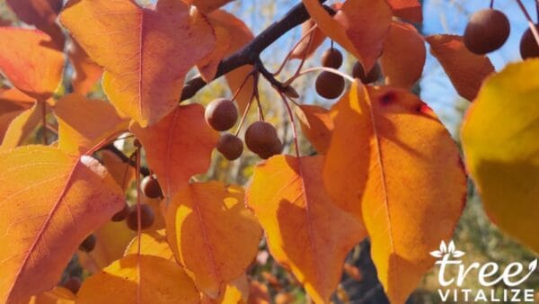 16 Different Types of Cherry Trees & Their Identifying Features