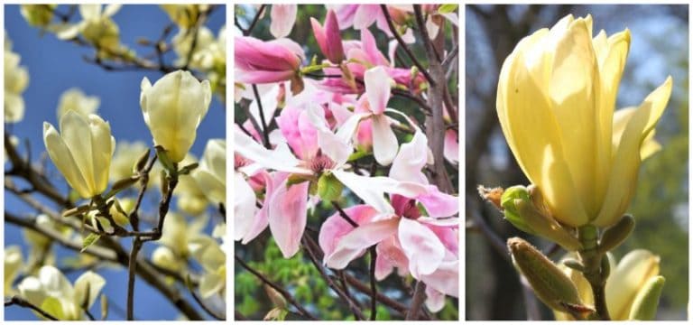 16 Different Types of Magnolia Trees & Identifying Features