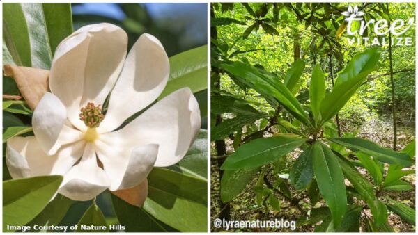 16 Different Types of Magnolia Trees & Identifying Features