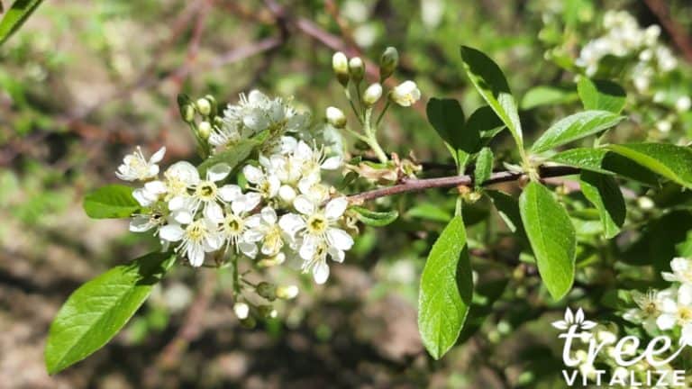 16 Different Types of Cherry Trees & Their Identifying Features