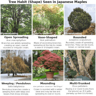 16 Different Types of Japanese Maple Trees & Identifying Features