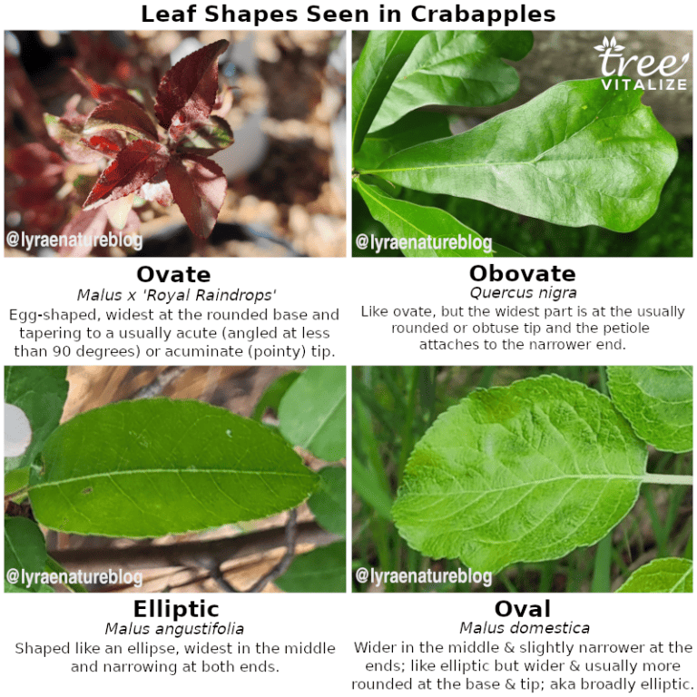 20 Different Types of Crabapple Trees & Identifying Features