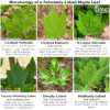 16 Different Types of Japanese Maple Trees & Identifying Features