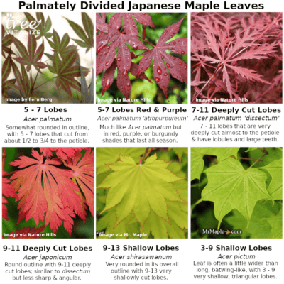 16 Different Types of Japanese Maple Trees & Identifying Features