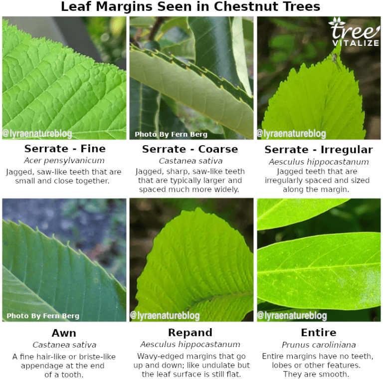 10 Different Types of Chestnut Trees & Identifying Features