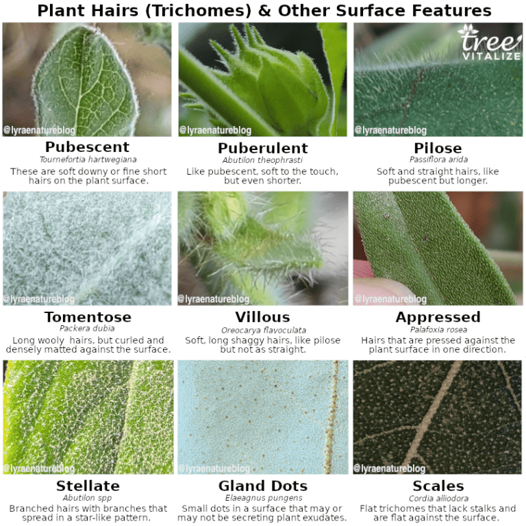 10 Different Types of Chestnut Trees & Identifying Features