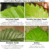 16 Different Types of Japanese Maple Trees & Identifying Features