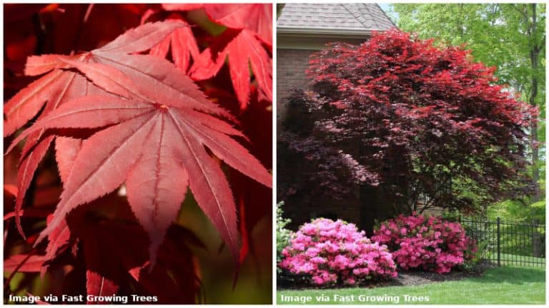 16 Different Types of Japanese Maple Trees & Identifying Features