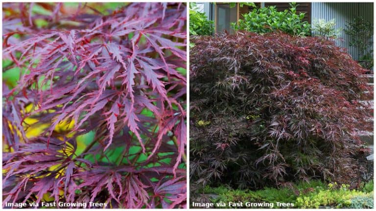 16 Different Types of Japanese Maple Trees & Identifying Features