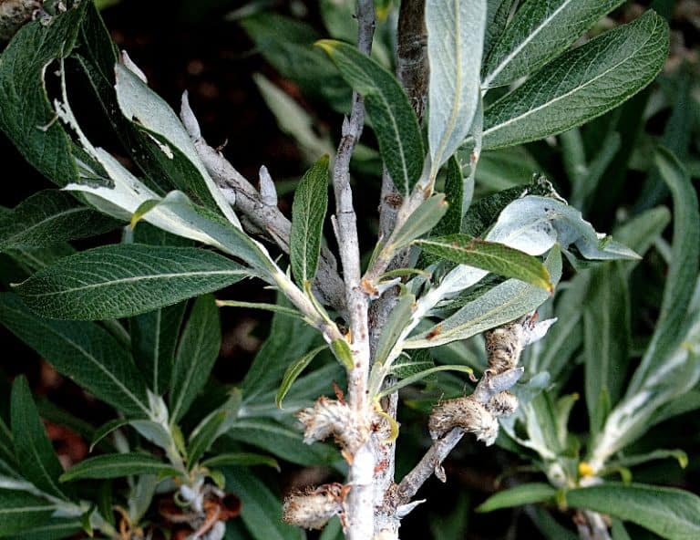 16 Different Types of Willow Trees & Identifying Features