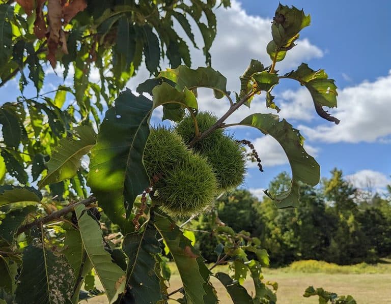 6 Edible & Native Nut Trees That Grow in Virginia